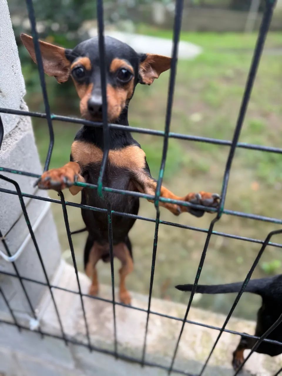 Vendo Pinscher  - Foto 2