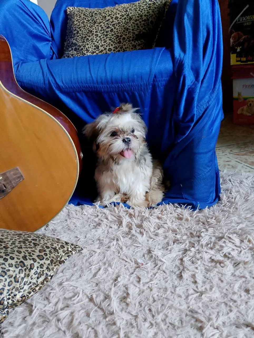 Filhote de Shih Tzu  fêmea  - Foto 5