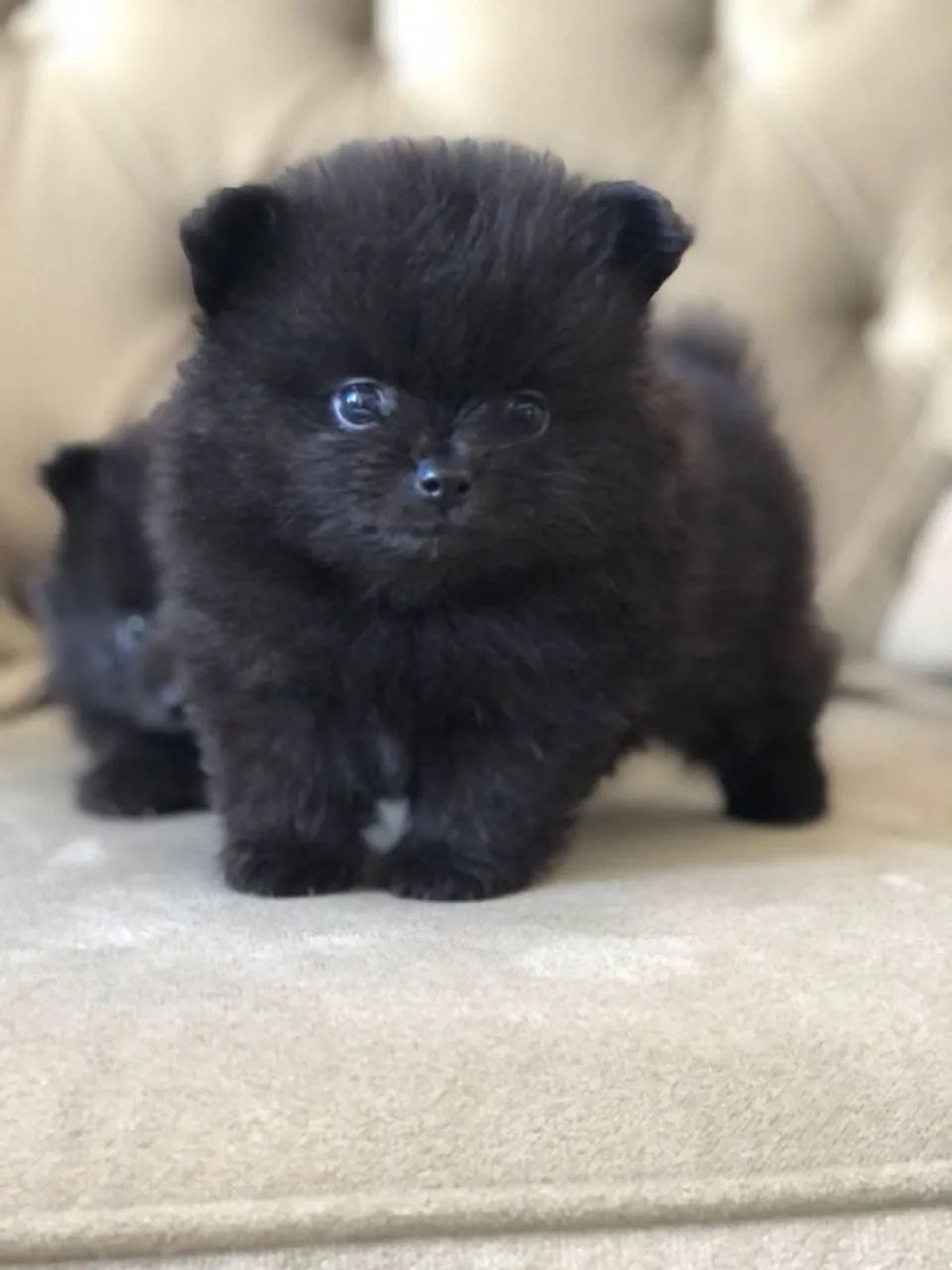 Lulu da Pomerânia 