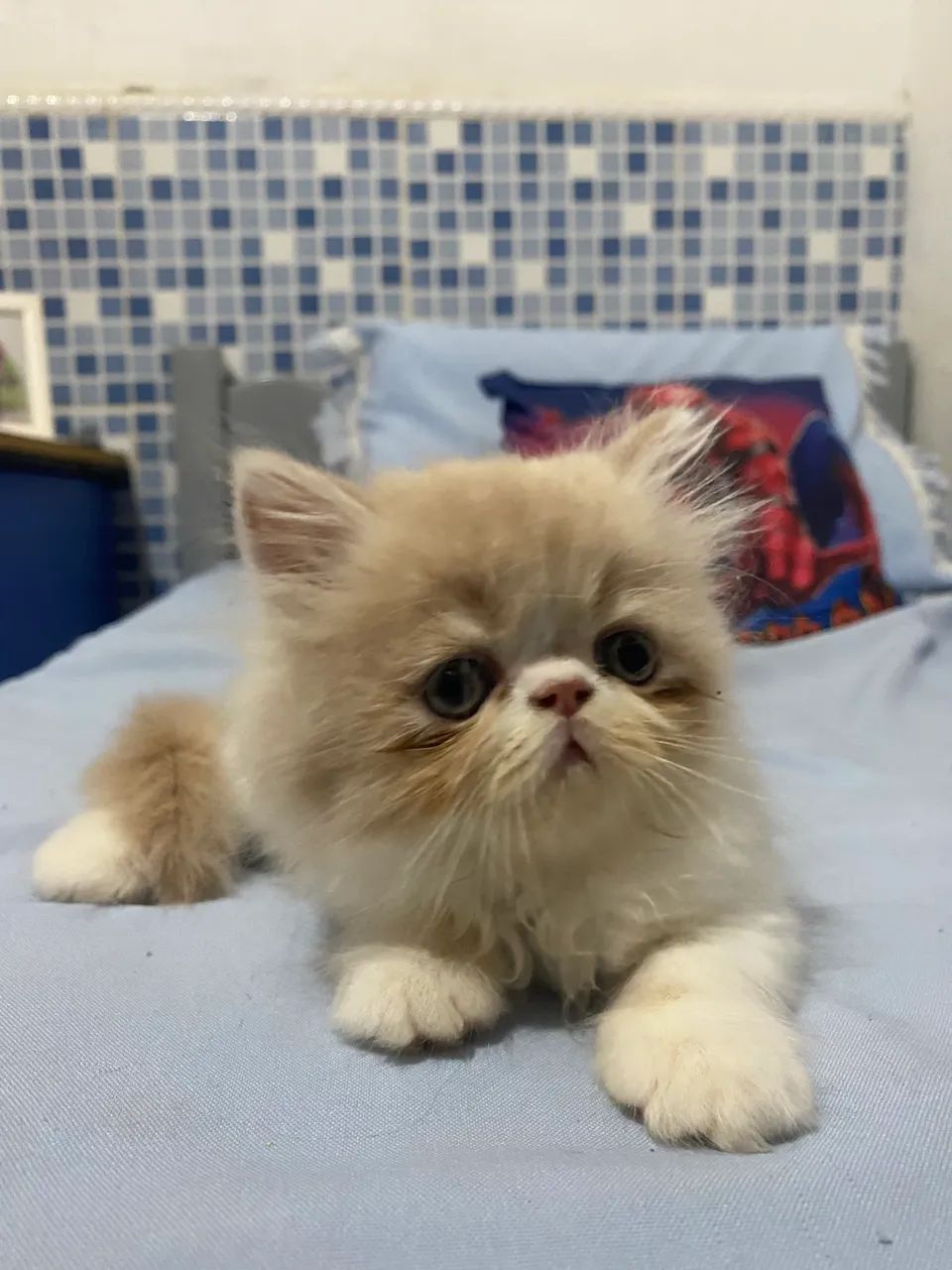 Gato persa