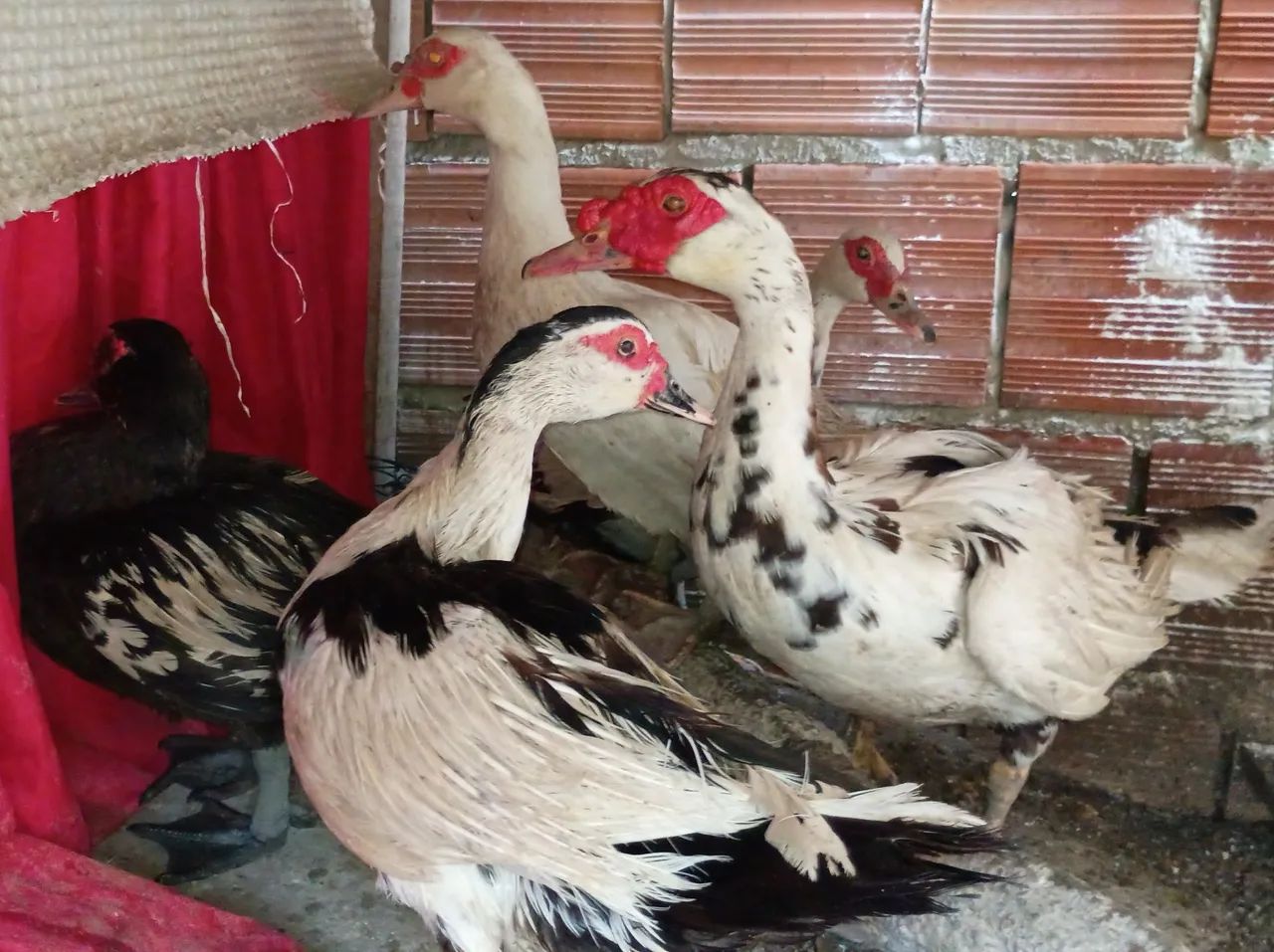 Pato e Patas  - Foto 2