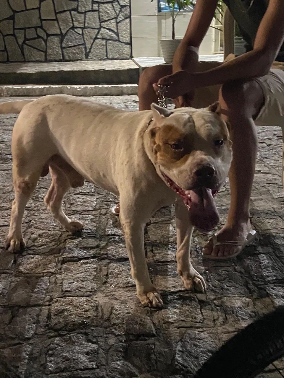 Pittmonster a procura de uma namorada 