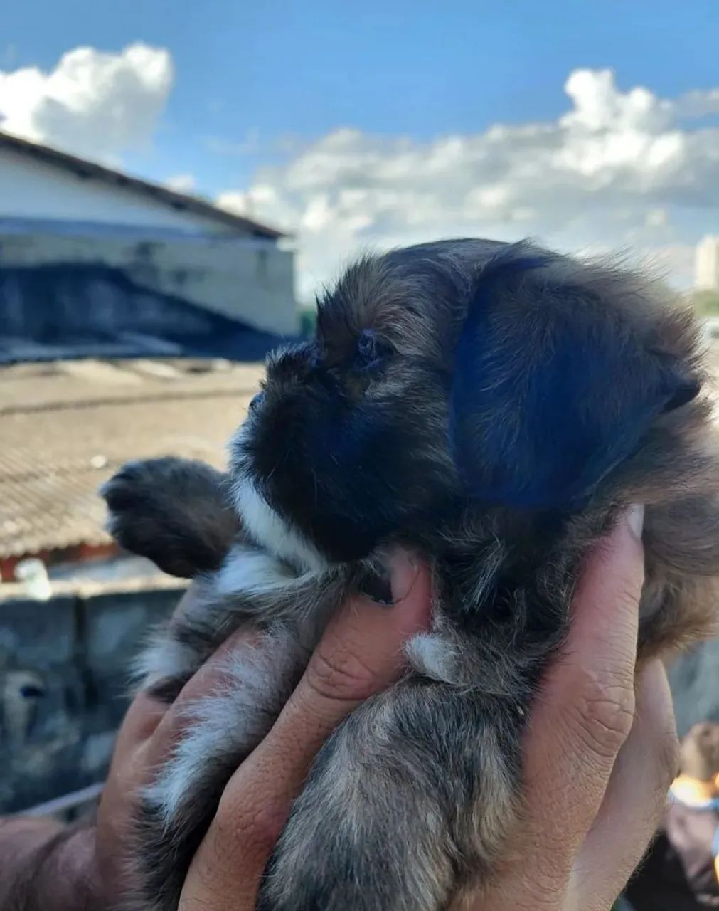 Shih tzu macho - Foto 2