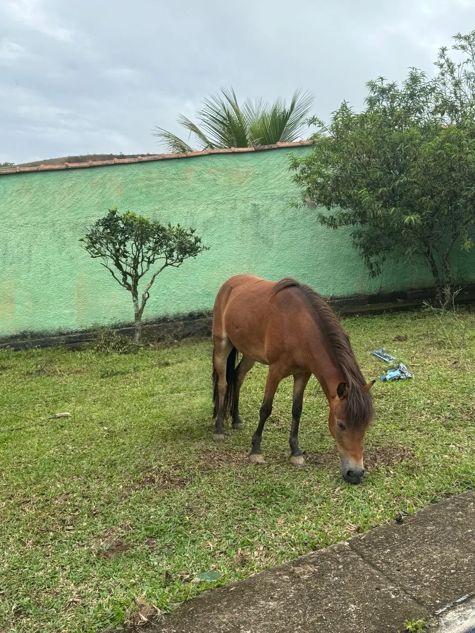 Casal de mini pônei  - Foto 4