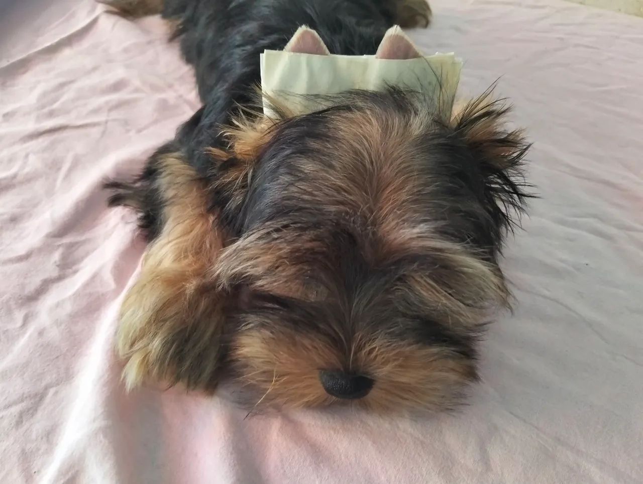 Yorkshire Terrier - Foto 4