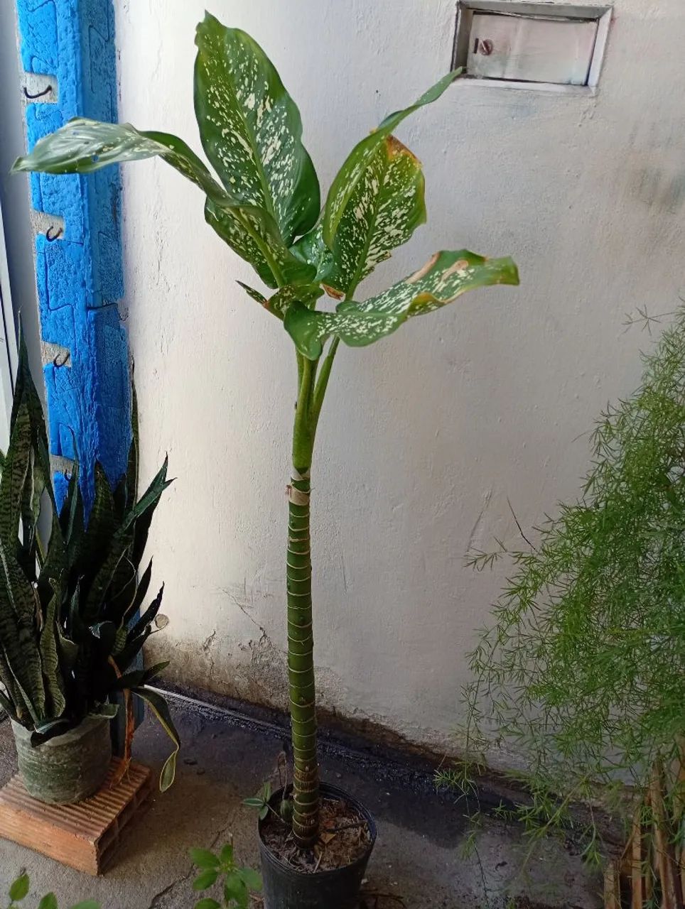 Planta comigo ninguém pode 