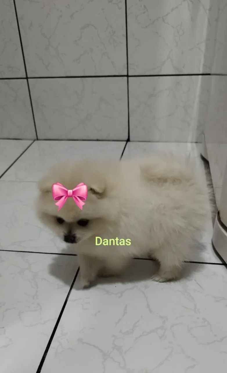 Spitz Alemão Filhote - Puro e Saudável