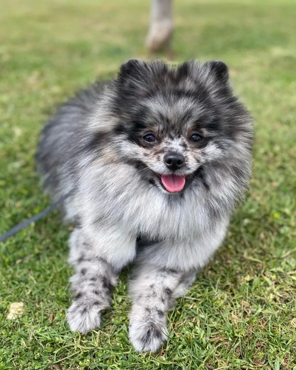 Cachorro  - Foto 4