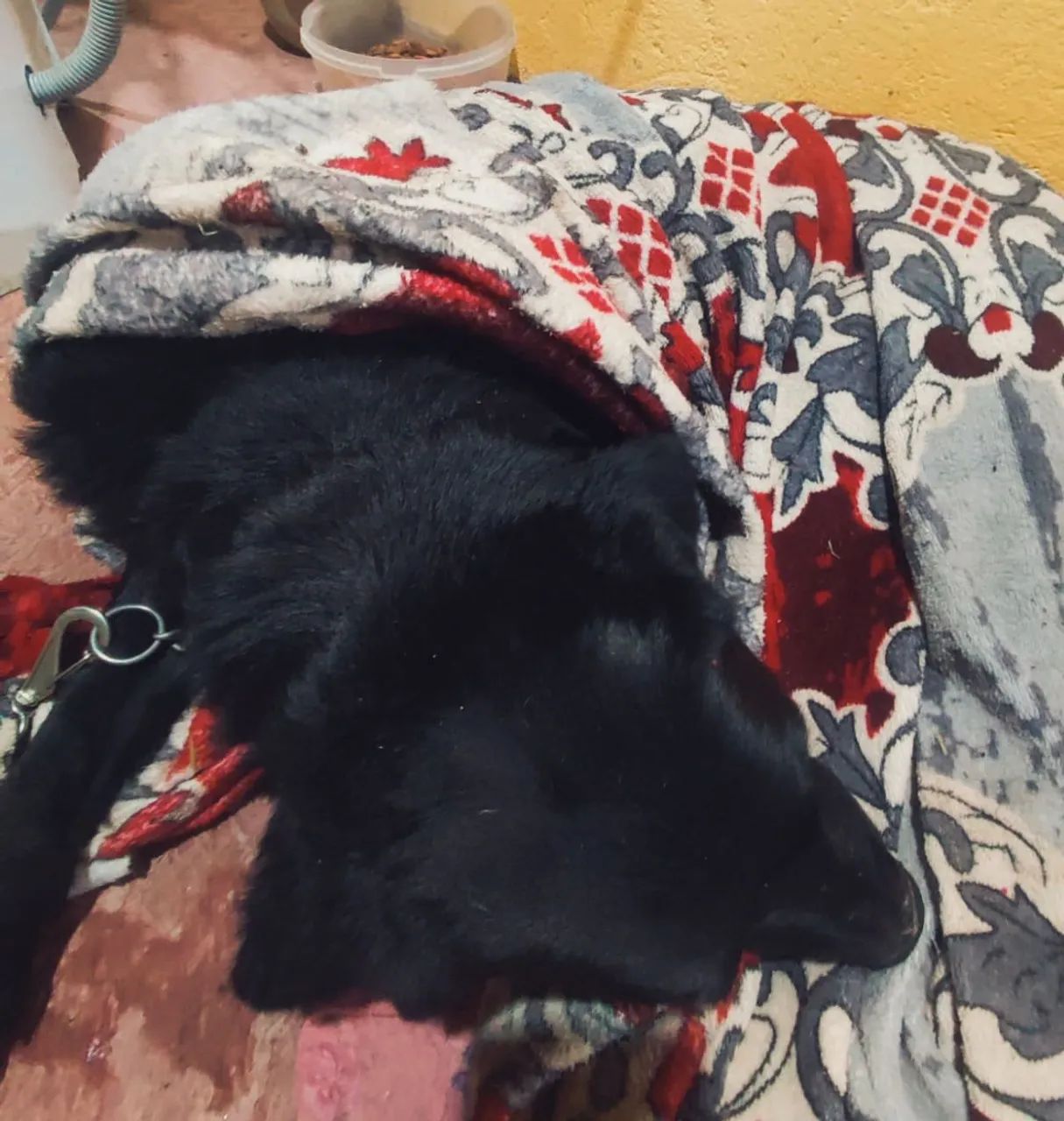 Doação de Labrador preto - Foto 4