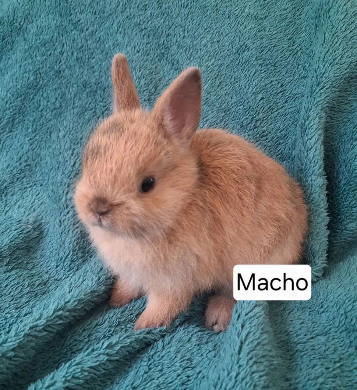 Mini coelho  - Foto 4