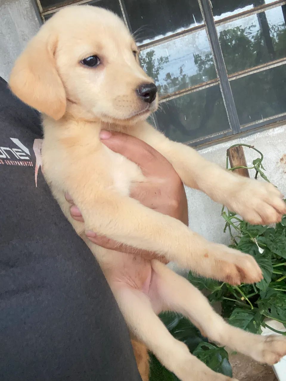 Filhotes de labrador 
