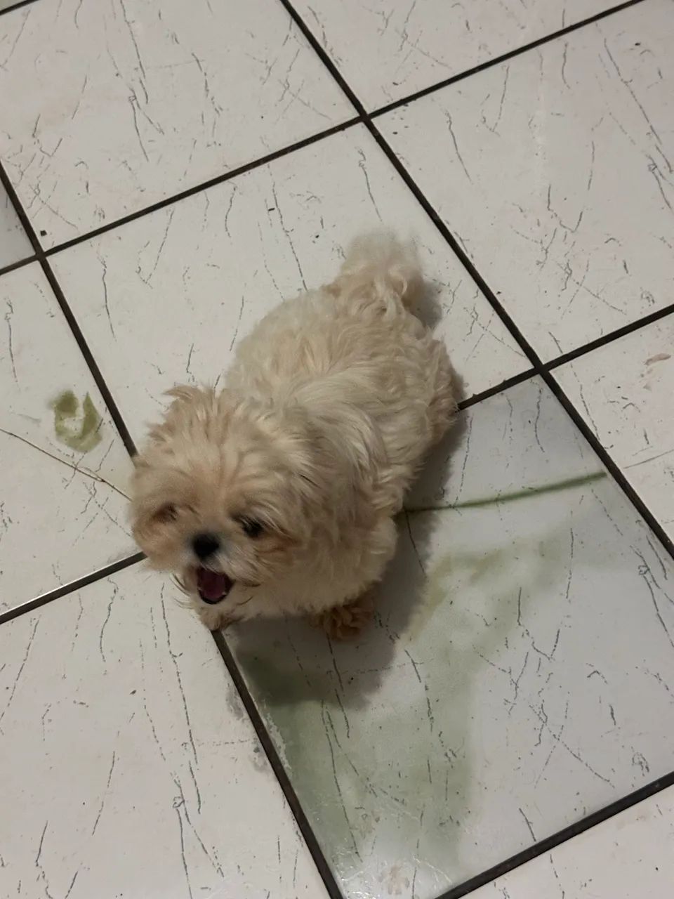 Shih tzu