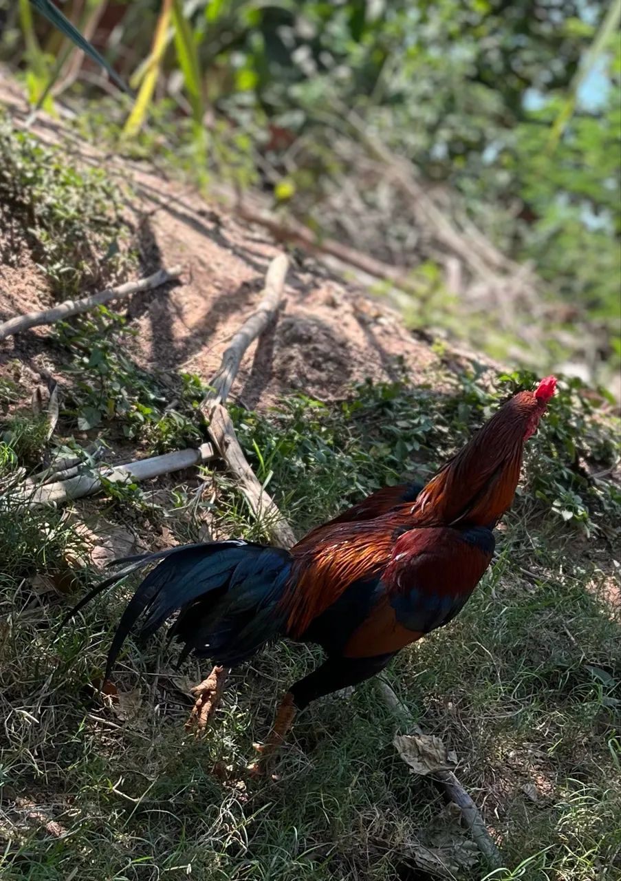 Frango índio - Foto 2