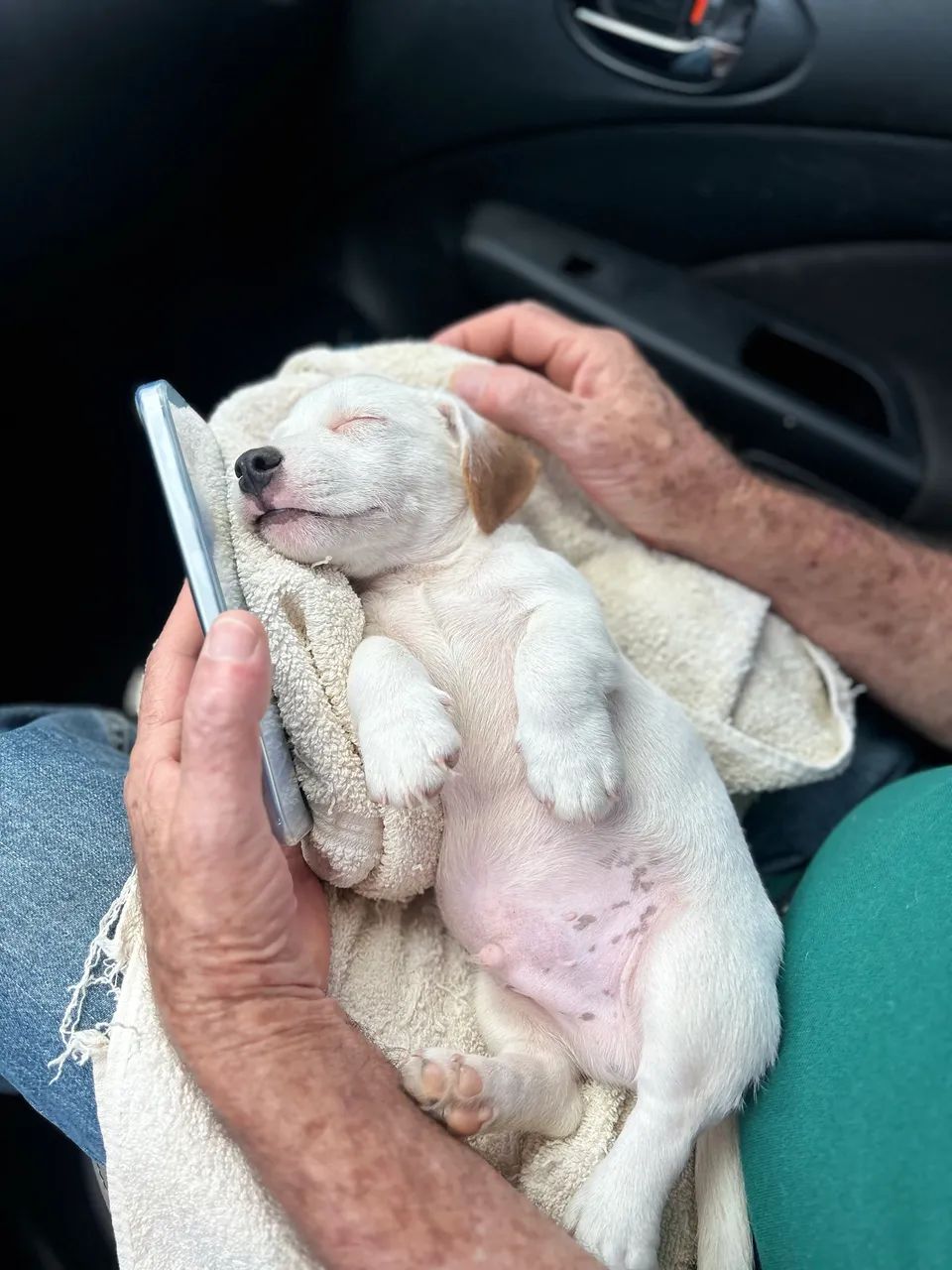 Jack Russel - Foto 2
