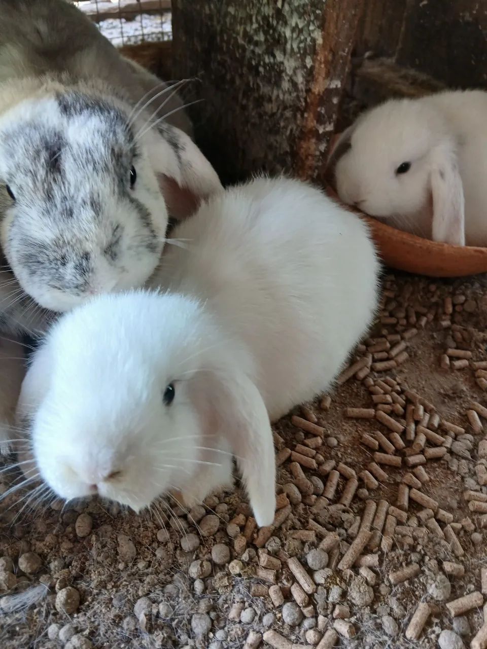 Lindos  coelhos loop uruguaio  - Foto 4