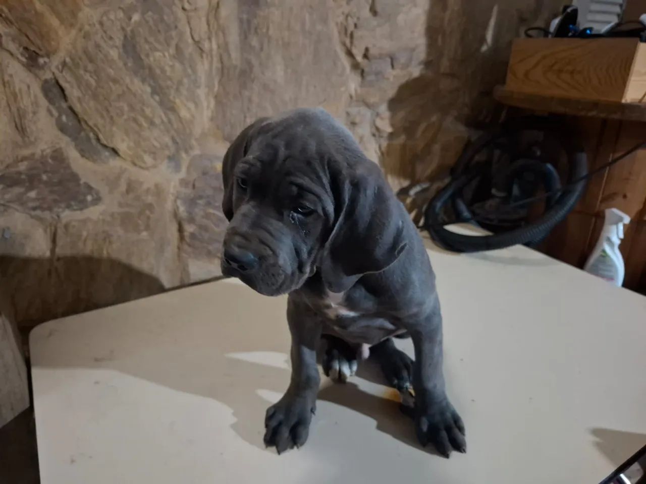Filhote de Cane Corso  - Foto 3