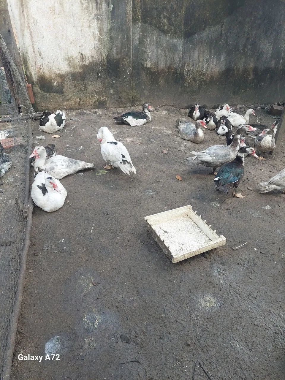 Patos para engorda  - Foto 3