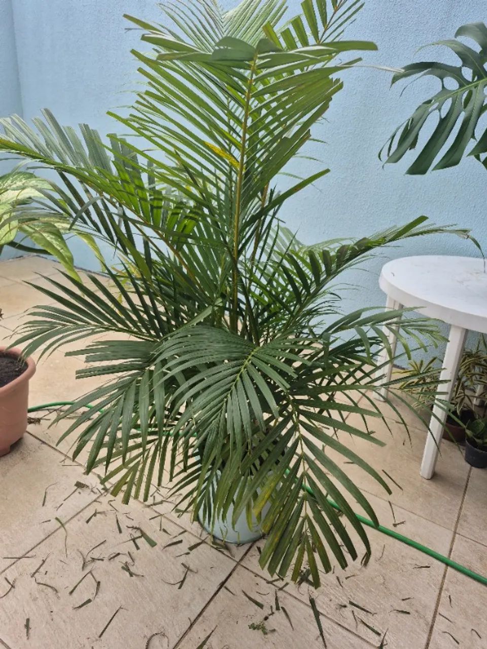 Planta - Foto 2