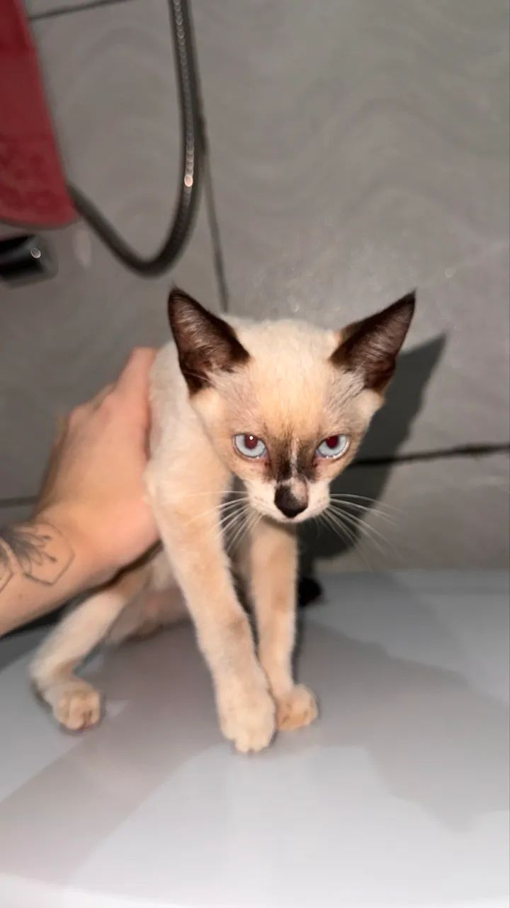 Gato macho adoção - Foto 3