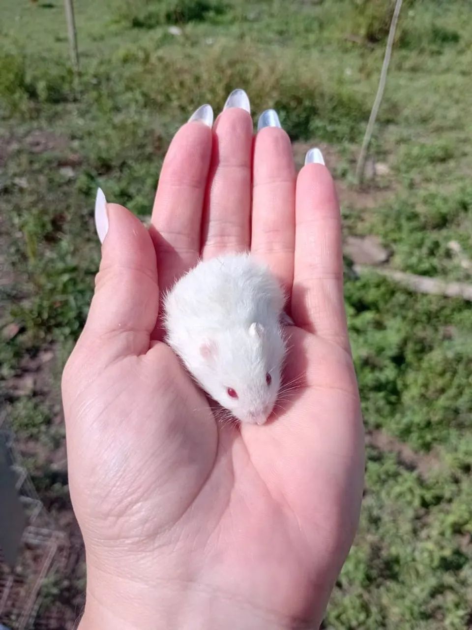 Seu amiguinho esta na Chácara S. S - Foto 6