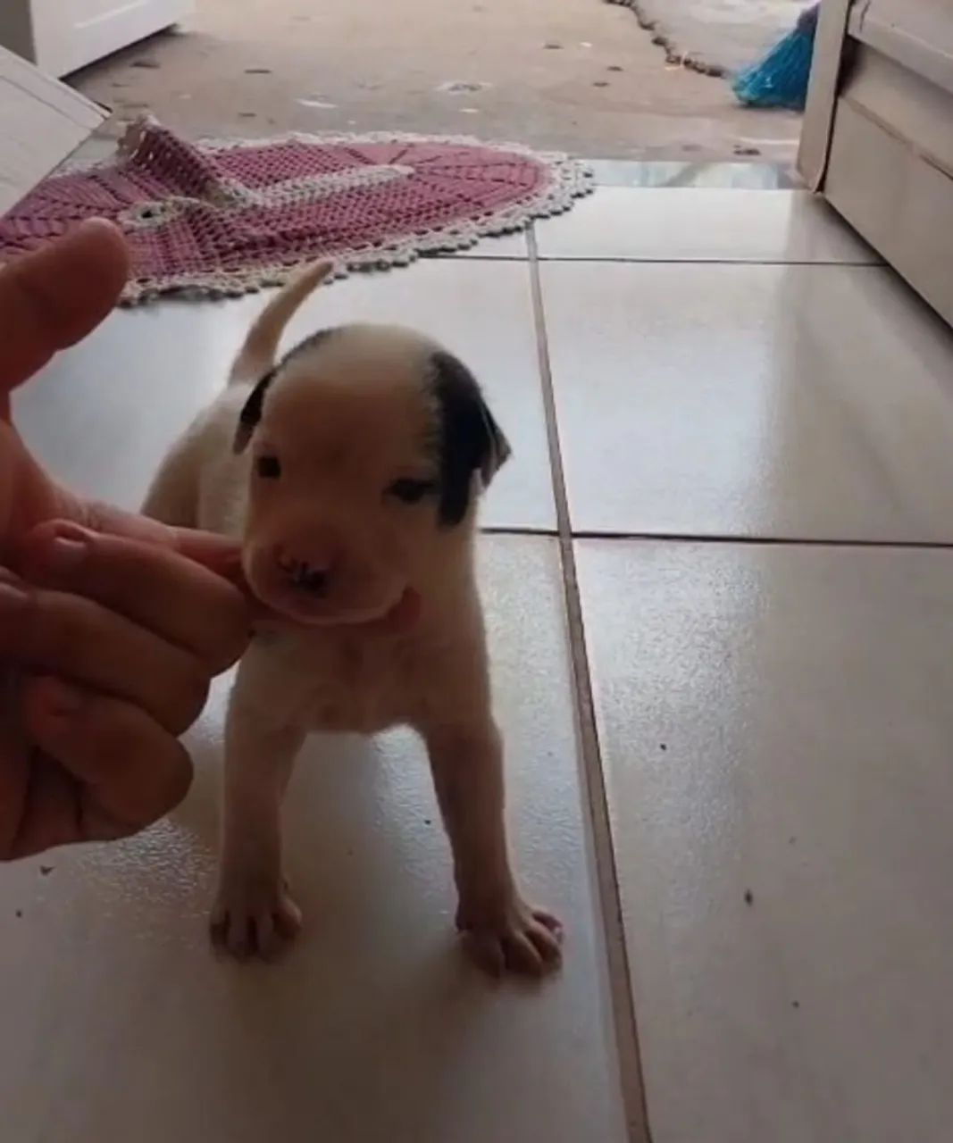 FILHOTE DE PITBULL