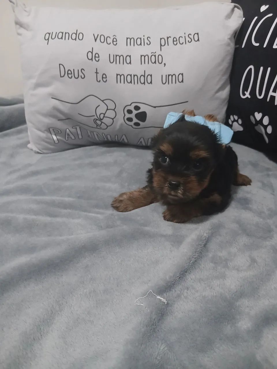 Yorkshire terrier macho - Foto 2