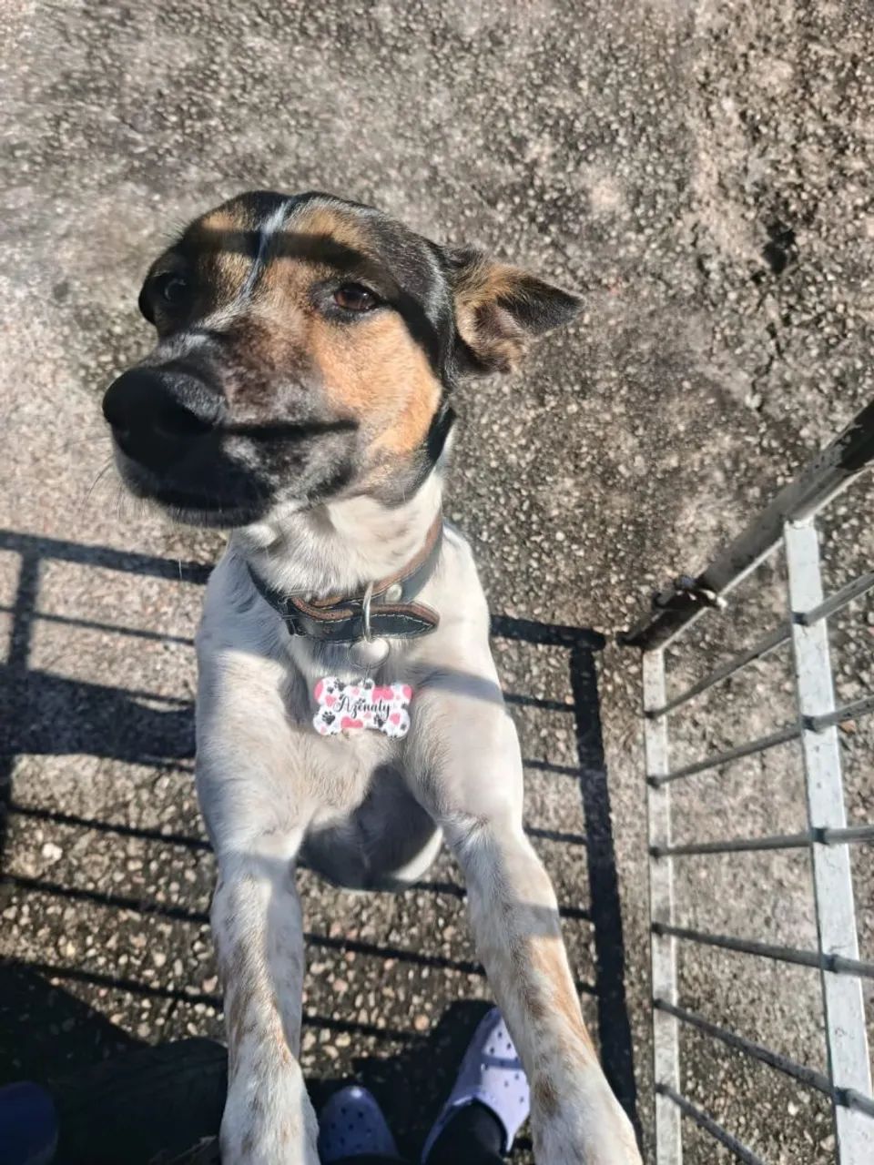 Doa-se cachorrinha  - Foto 5