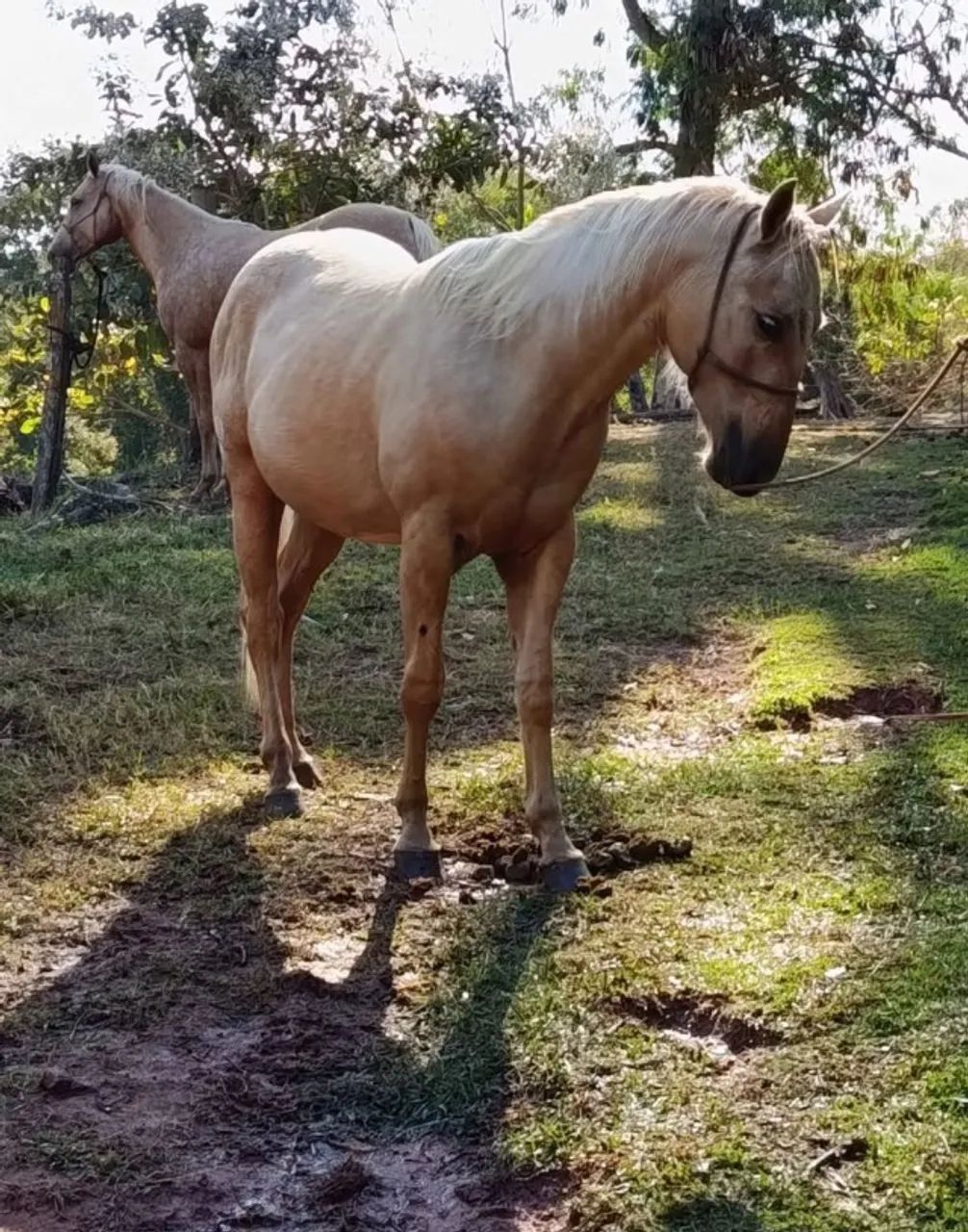 Potro Quarto de Milha  - Foto 3