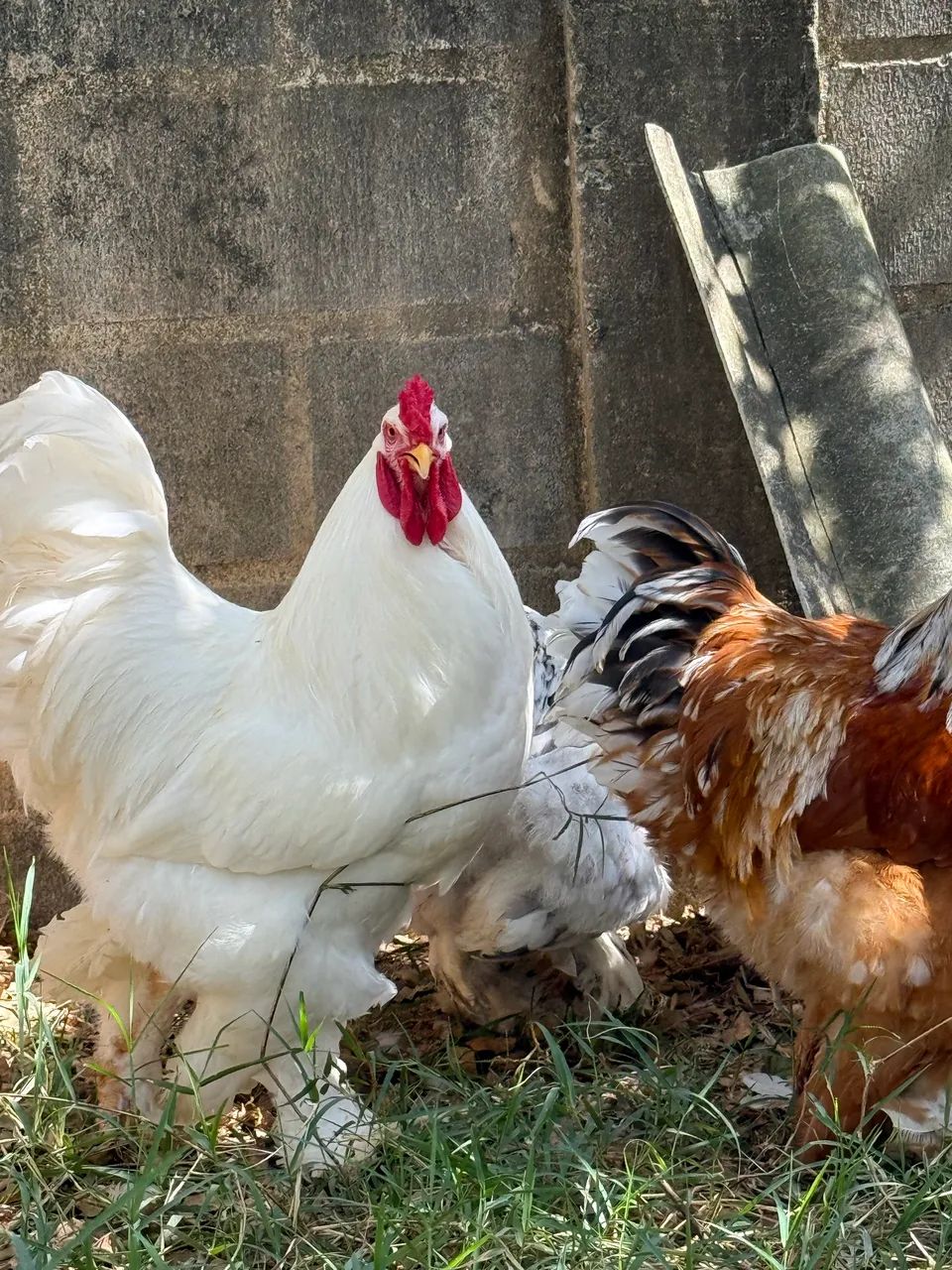 Brhama ovos  - Foto 2