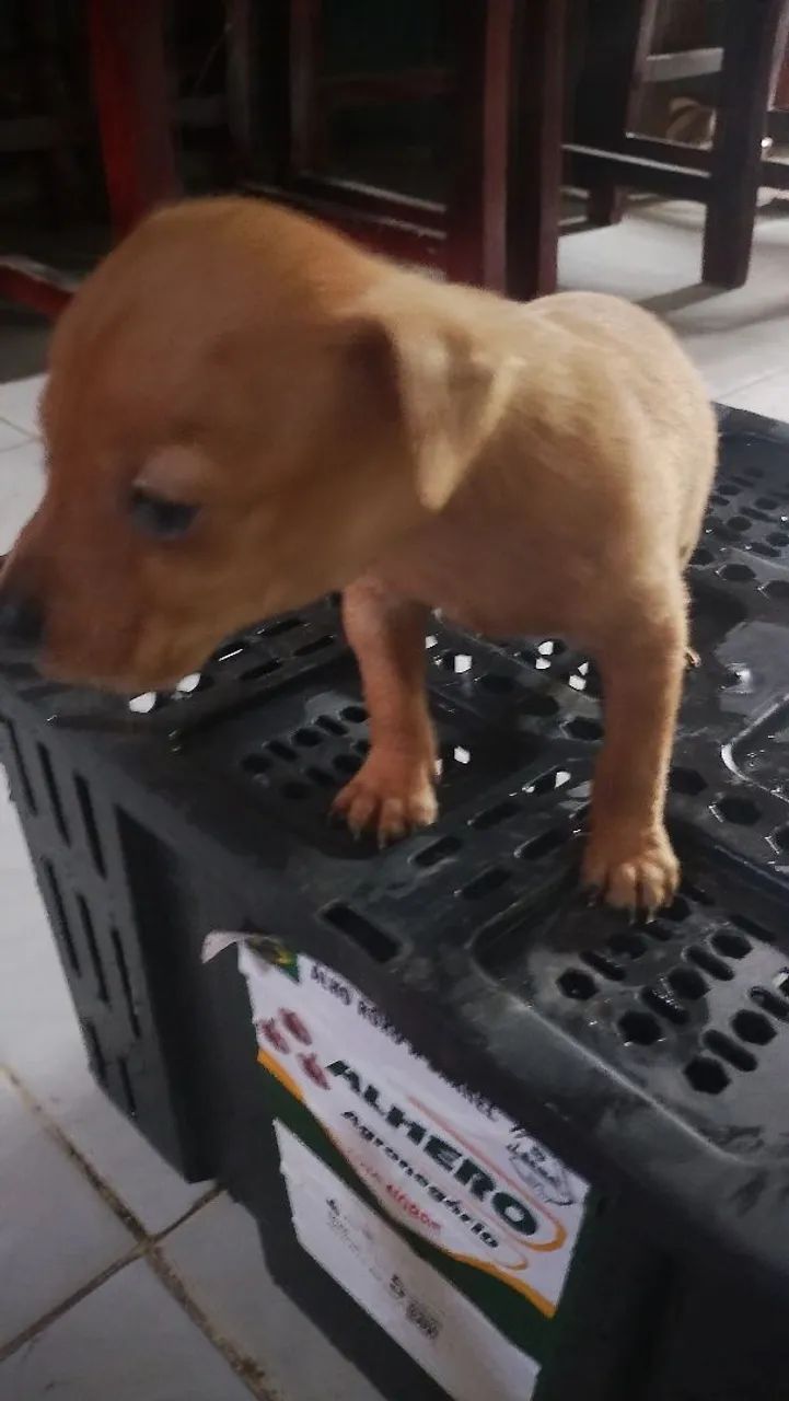 Cachorro Pinscher 0 - Foto 3