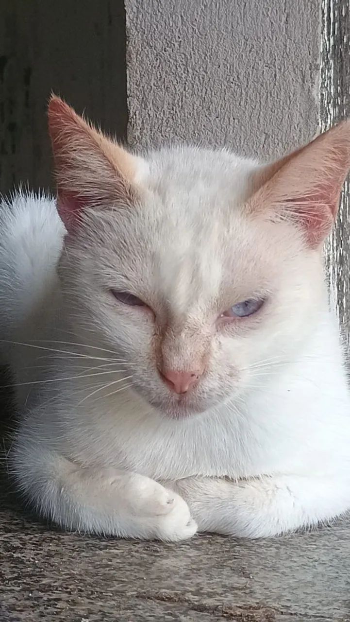 Doação Responsável Gata Castrada  - Foto 4