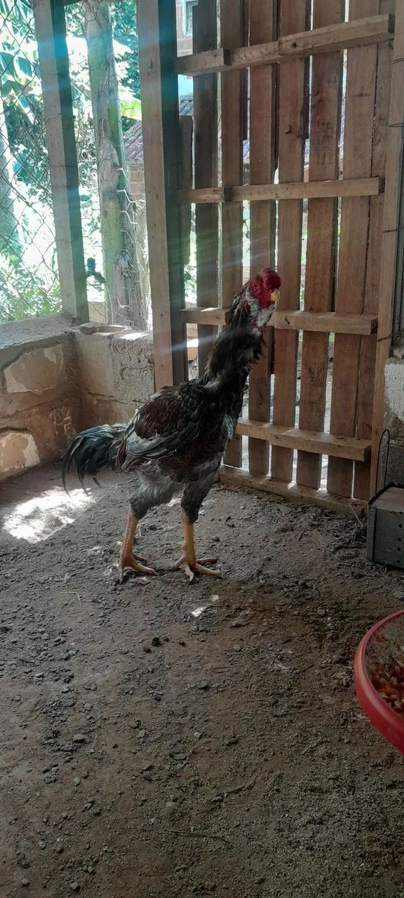Frango Calcutá  - Foto 2