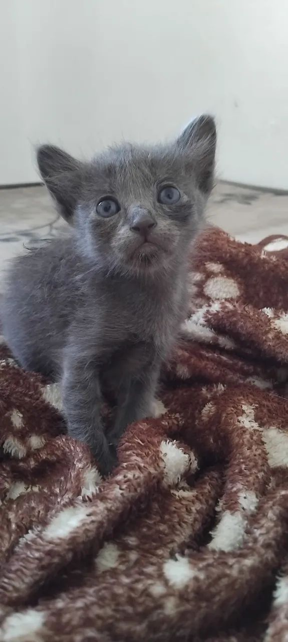 Gatinhas para adoção  - Foto 3