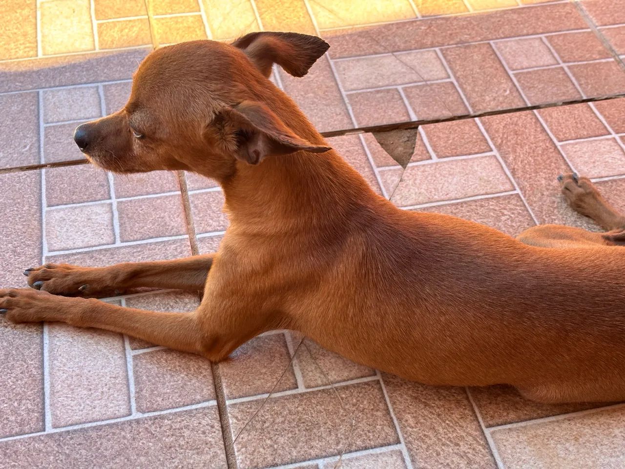 Pinscher - Foto 2
