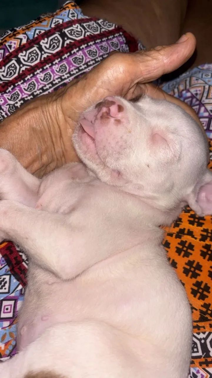 VENDO PITBULL - Foto 3
