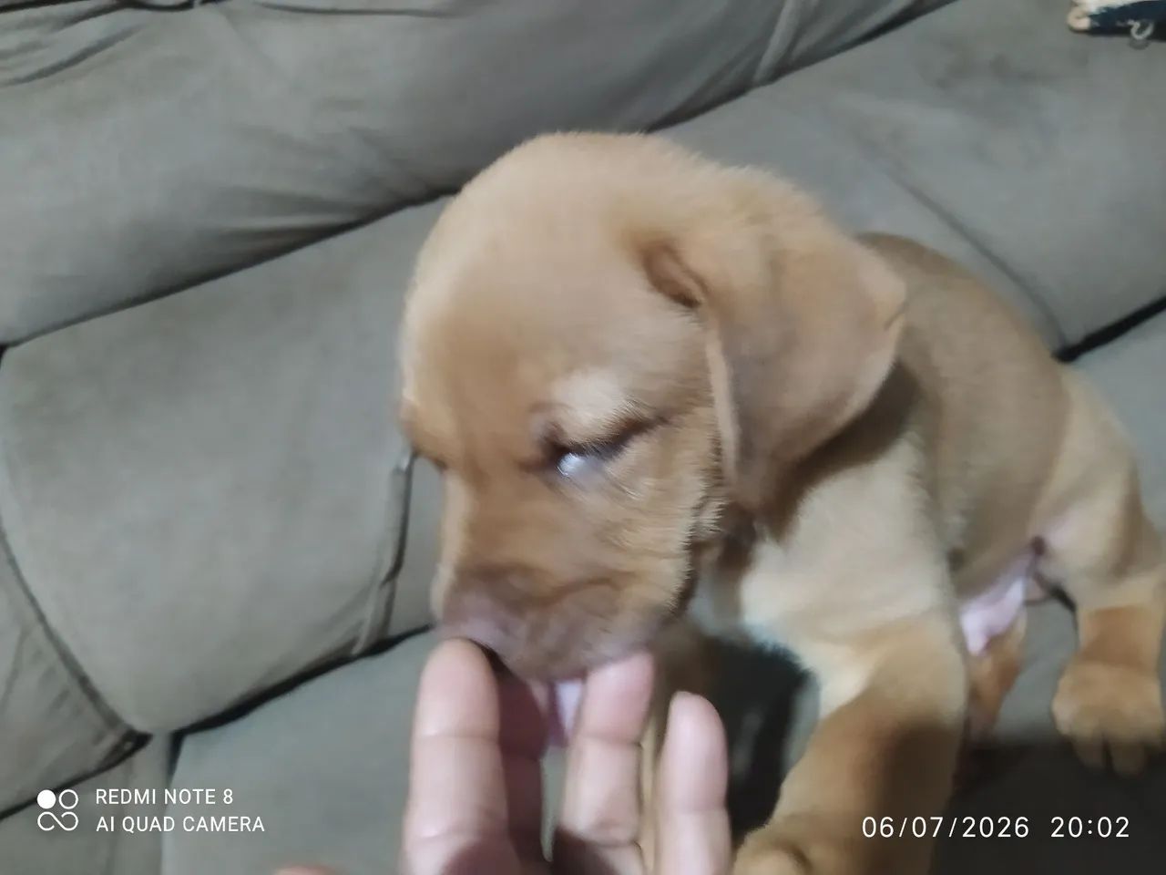 Filhote de pastor alemão com boder Collier 