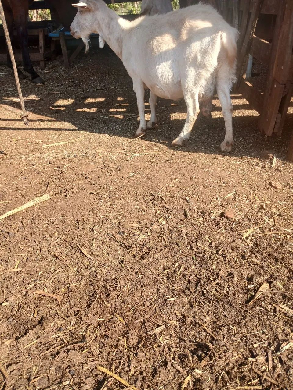 Vendo 2 cabras e um bode Reprodutor preço a combinar 