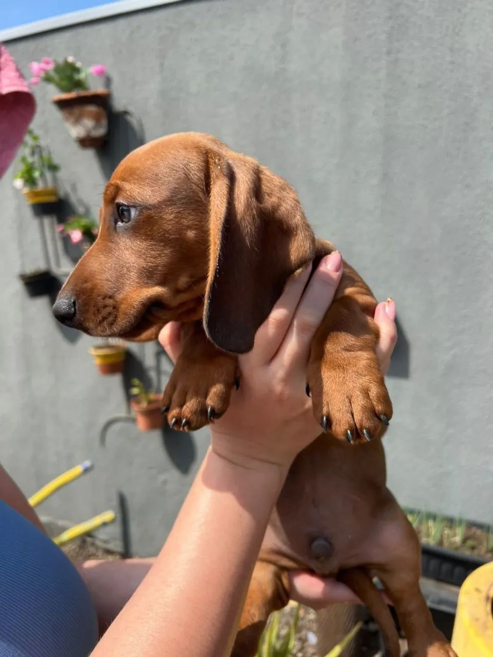 Filhotes Dachshund 