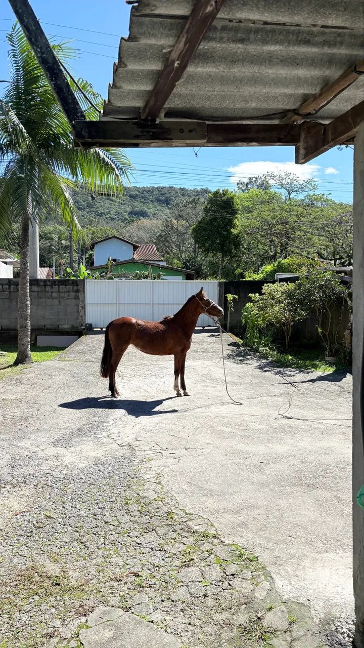 Potranca 