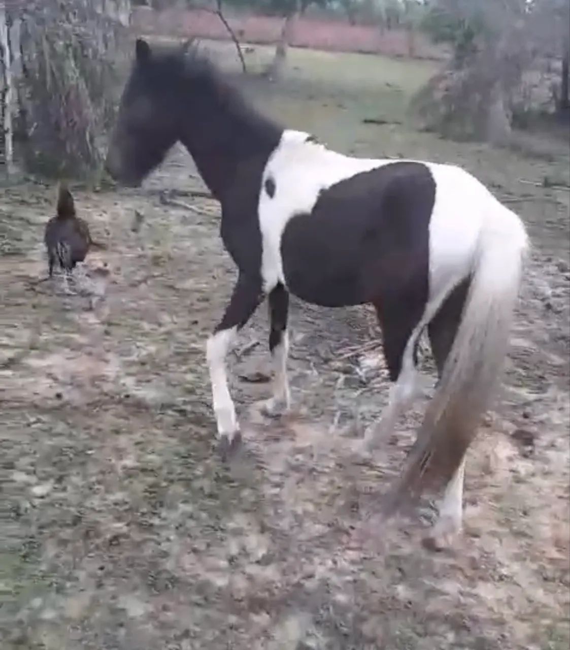 Pônei Pampa - Foto 2