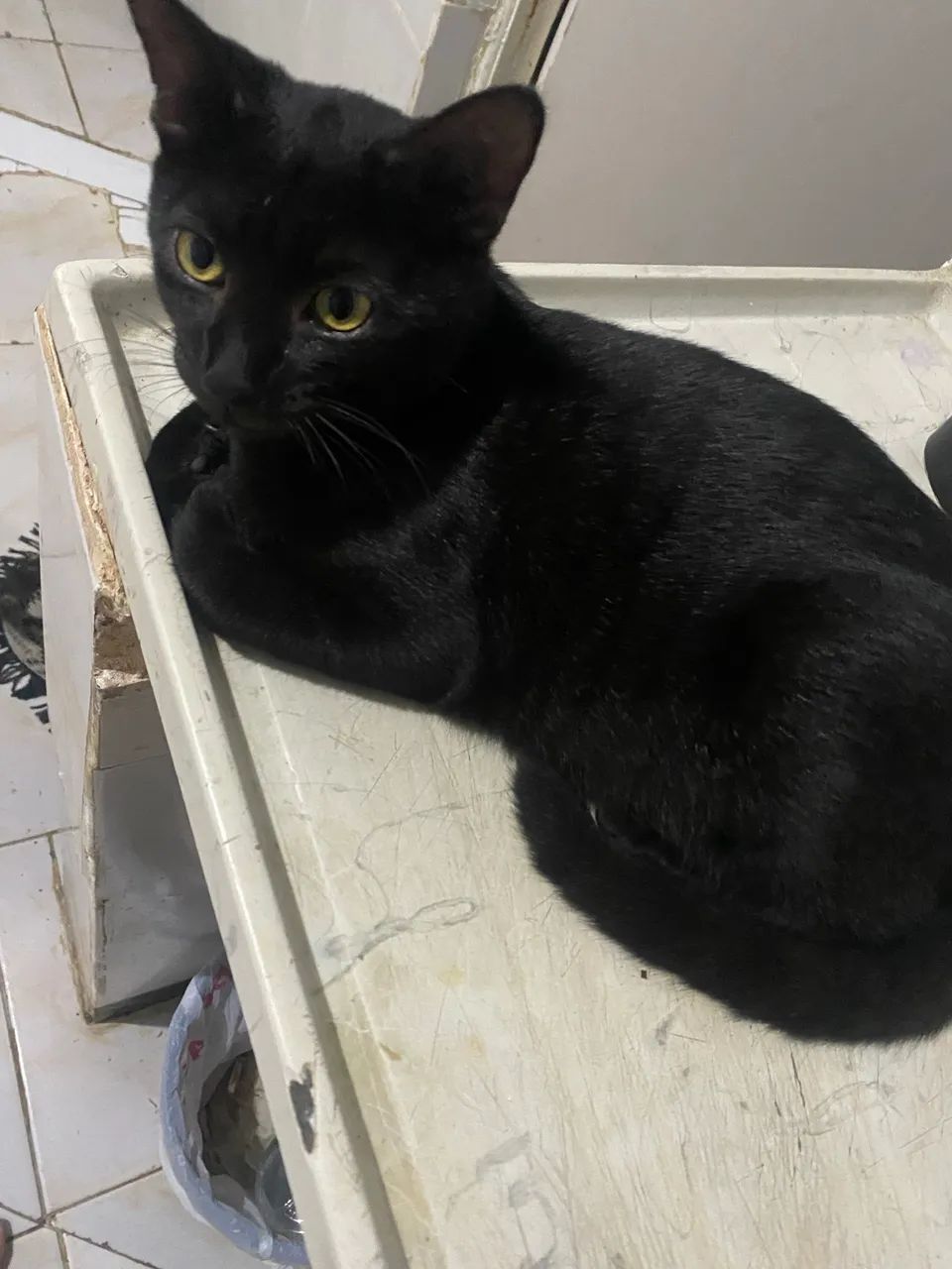 Doa-se gato preto  - Foto 2