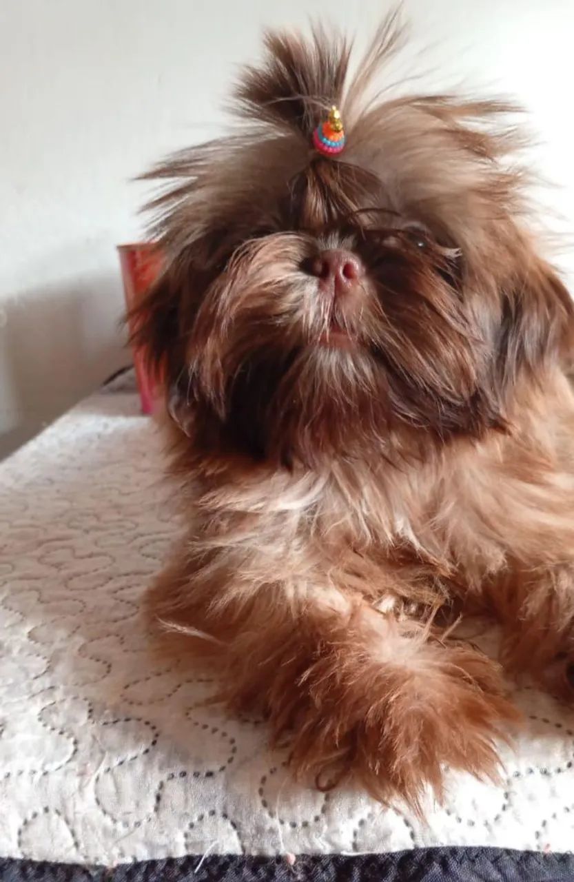 Shih Tzu Fêmea microzinha  - Foto 2