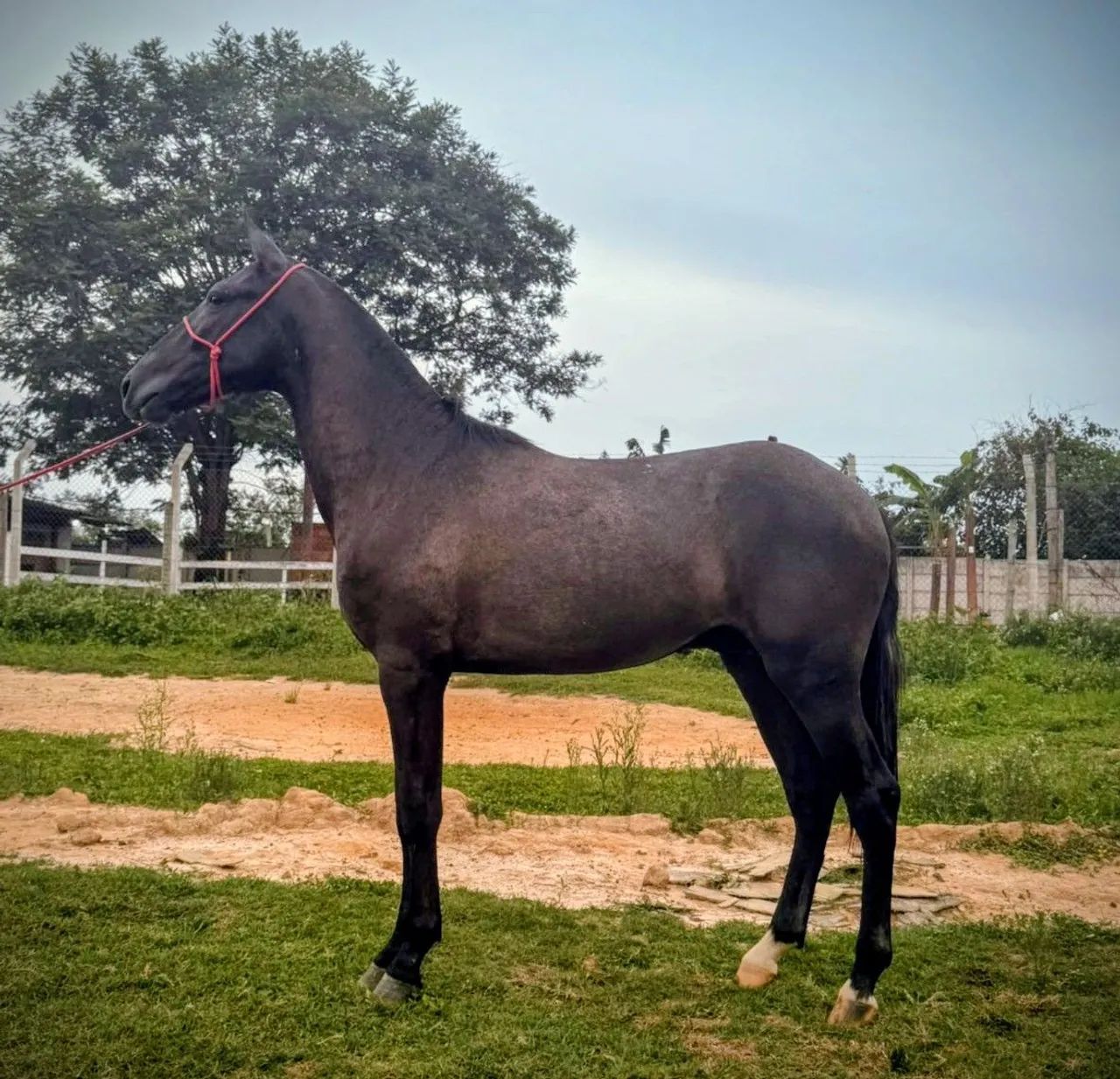 Potro Mangalarga Marchador Marcha picada  - Foto 3