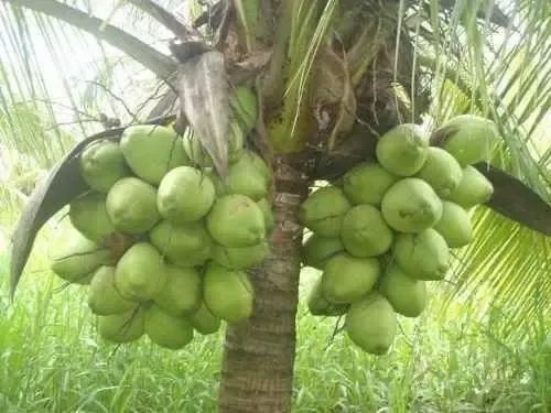 Mudas De Coco Anão Precoce 100% Só Plantar - Foto 2