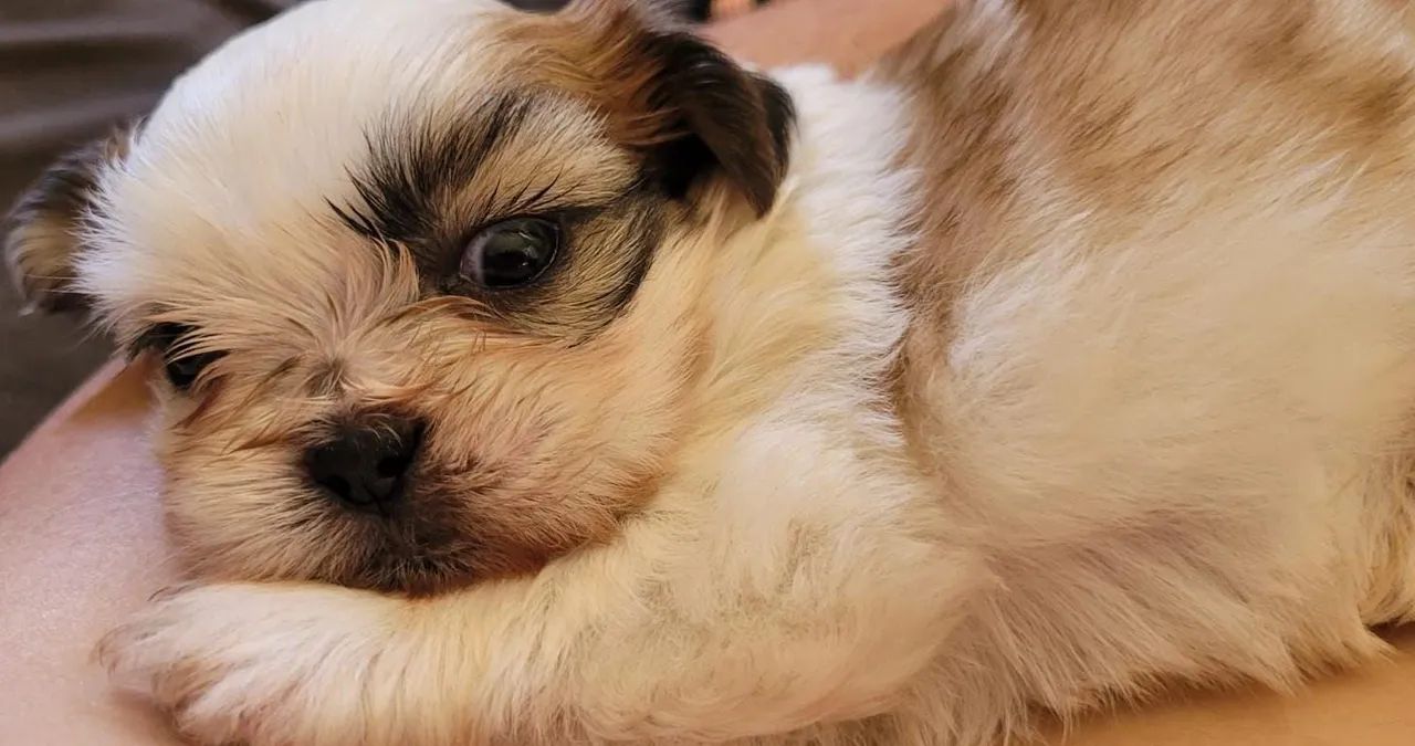 Shihtzu macho 