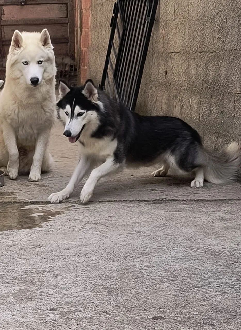 Filhote de cachorro  - Foto 3