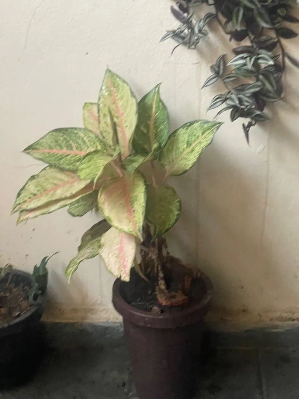 Plantas  - Foto 3