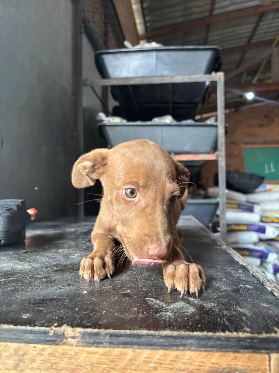 Doação de cachorro  - Foto 4