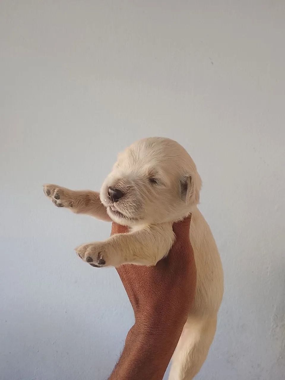 Golden bebe macho e fêmea 