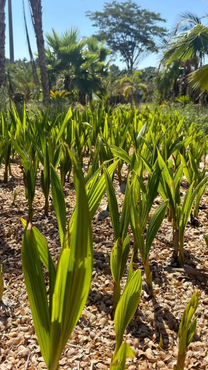 Mudas De Coco Anão Precoce 100% Só Plantar - Foto 5